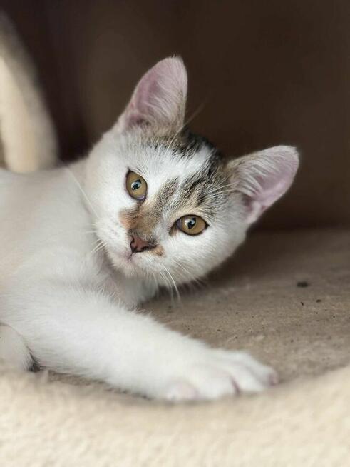 Kocur Lucek do adopcji