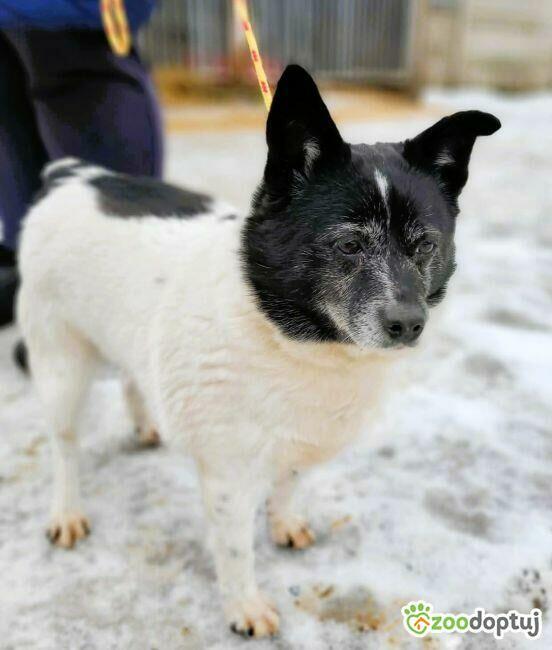 KROPECZKA - starsza, wrażliwa sunia szuka najlepszego domu