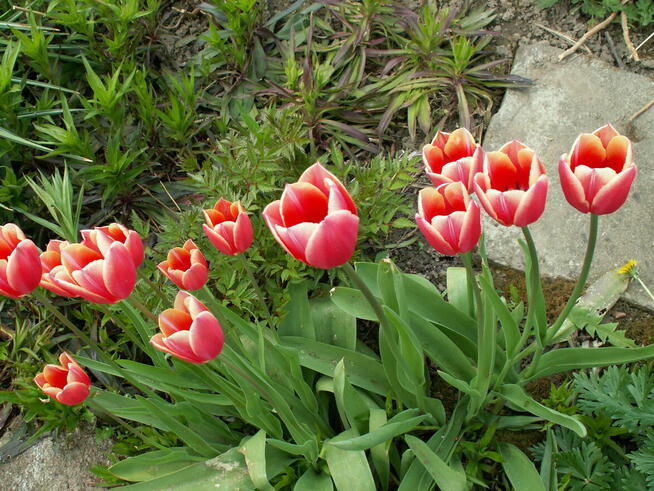 sprzedam działkę RODSwobodaToruń