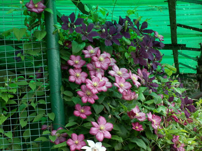 sprzedam działkę RODSwobodaToruń