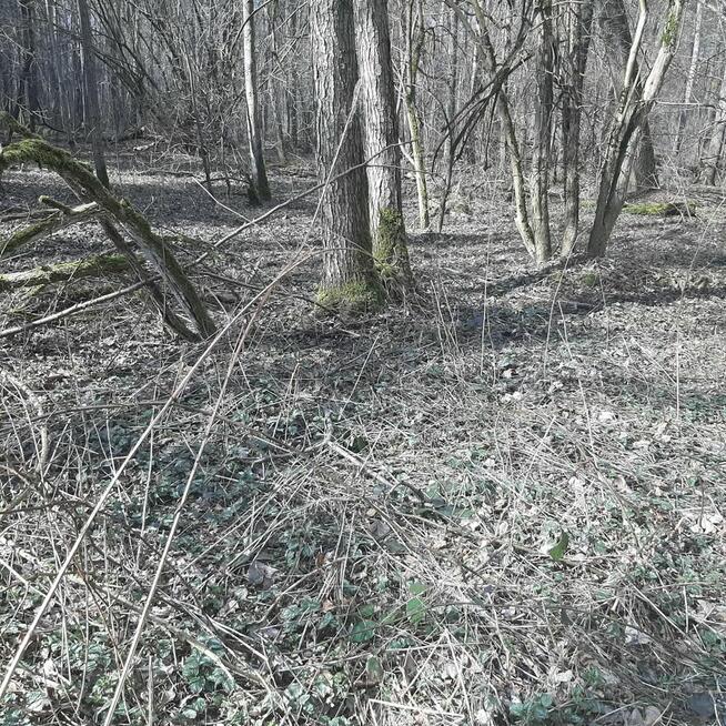 Działka Zgierz Chełmy