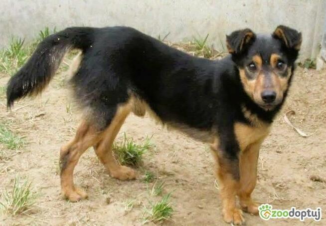 BAMBO - uratowany z gospodarstwa szuka dobrego domu