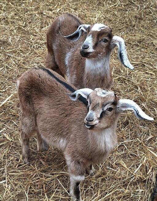 Praca nad morzem z zakwaterowaniem w Mini Zoo
