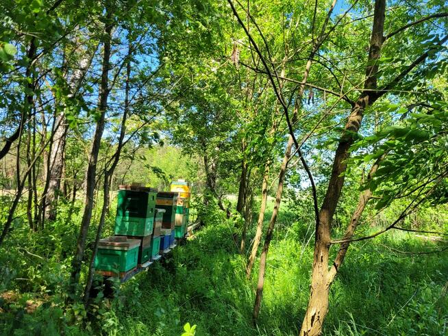 Unasieniona matka pszczela BUCKFAST – Przezimowana (2025)