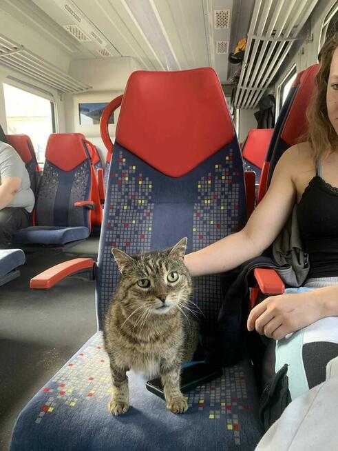 Kotka Kluska szuka domu-grzecznościowo -aktualne