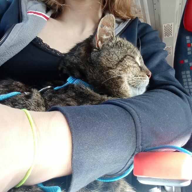 Kotka Kluska szuka domu-grzecznościowo -aktualne