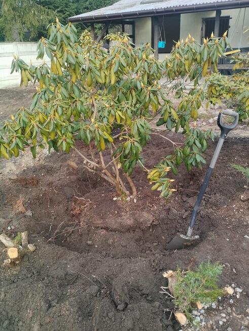 Zielony Trawnik – Zakładanie Trawników | Łódź i okolice