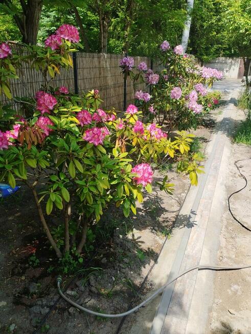 Zielony Trawnik – Zakładanie Trawników | Łódź i okolice