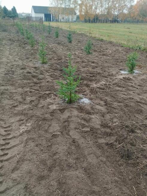Zielony Trawnik – Zakładanie Trawników | Łódź i okolice