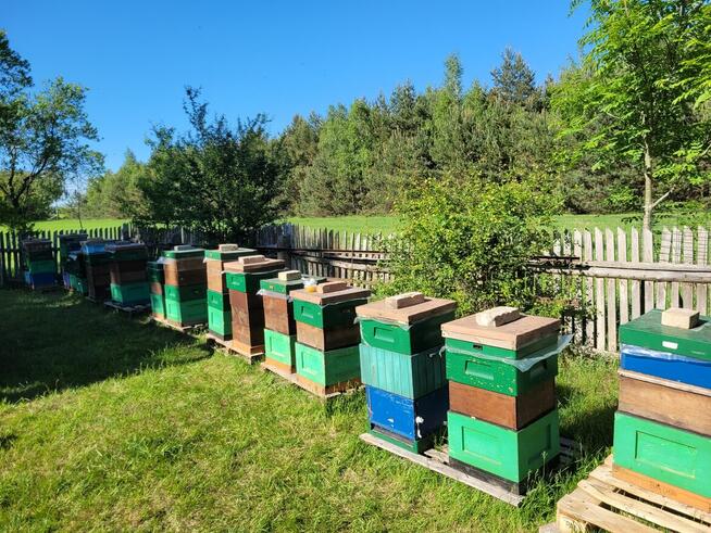 Unasieniona matka pszczela BUCKFAST – Przezimowana (2025)