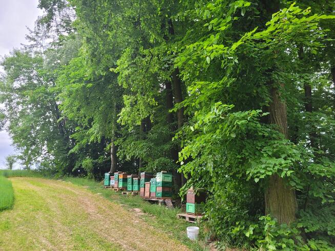 Unasieniona matka pszczela BUCKFAST – Przezimowana (2025)