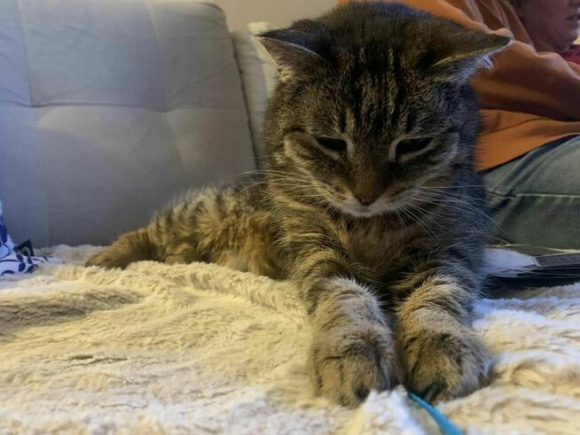 Kotka Kluska szuka domu-grzecznościowo -aktualne