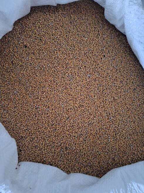 Gorczyca biała, po centrali, oczyszczona.