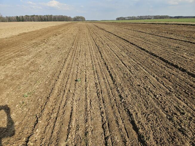 Siew zboża, strączk.Uprawa bezorkowa, wywóz szamba gnojowicy