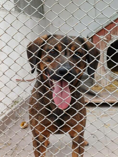 Ozi ok 2 letni wyjątkowy pies dla wyjątkowego opiekuna Sylwi