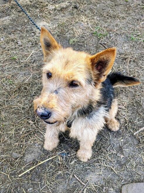 TYGRYSEK młody przyjazny piesek szuka domu