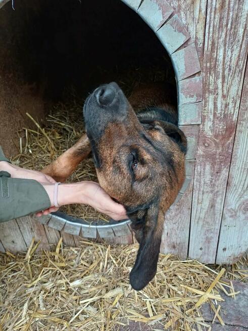 Ozi ok 2 letni wyjątkowy pies dla wyjątkowego opiekuna Sylwi