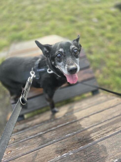 Finka wyrzucona z domu po śmierci właścicielki Wioletta Ma