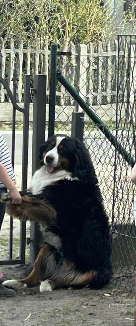 Piękny berneńczyk 2,5 roku spokojny, wychowany z dziećmi