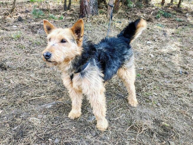 TYGRYSEK młody przyjazny piesek szuka domu