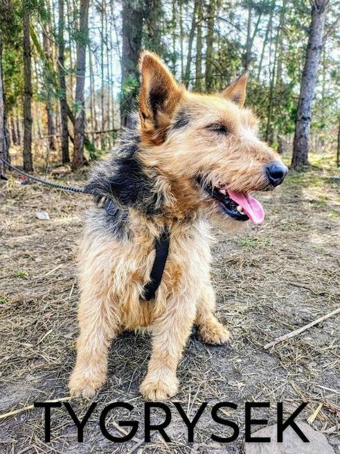 TYGRYSEK młody przyjazny piesek szuka domu