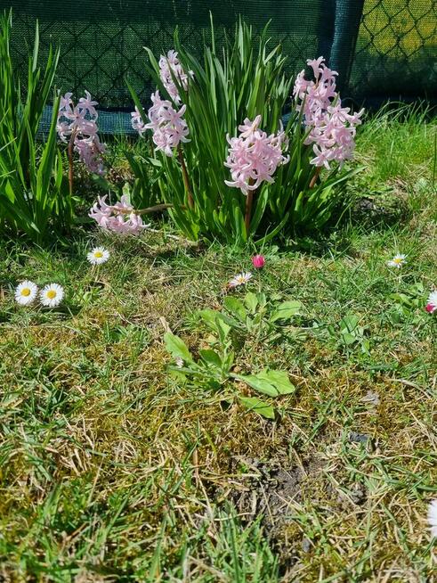 Działka ROD SLONECZNIK