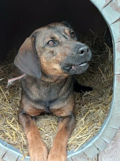 Ozi ok 2 letni wyjątkowy pies dla wyjątkowego opiekuna Sylwi