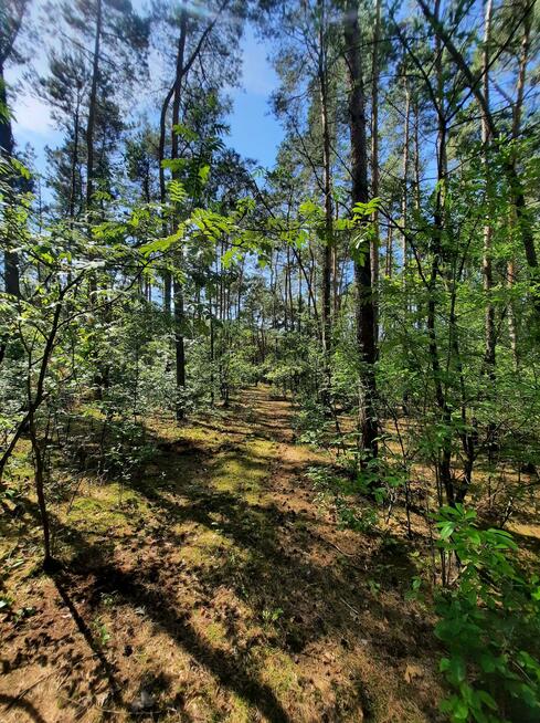 Działka leśna Aleksandrów gm. Mycielin