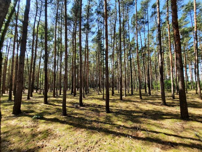 Działka leśna Aleksandrów gm. Mycielin