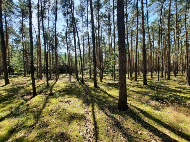 Działka leśna Aleksandrów gm. Mycielin