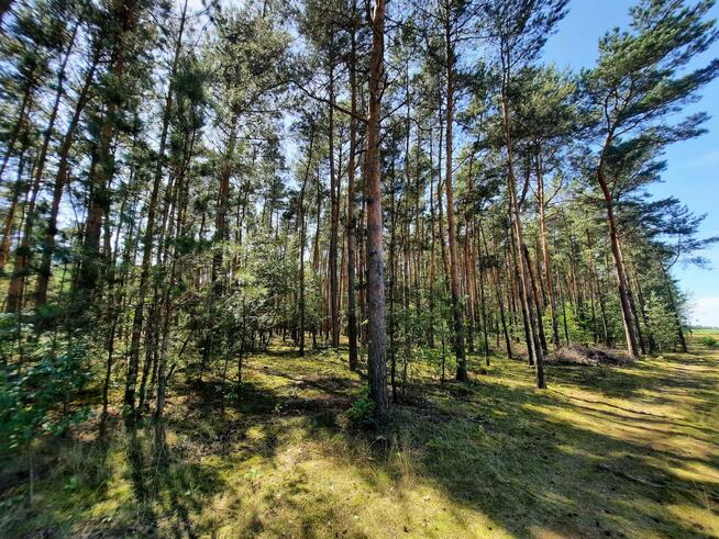 Działka leśna Aleksandrów gm. Mycielin