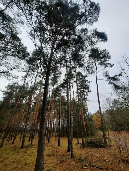 Działka leśna Aleksandrów gm. Mycielin