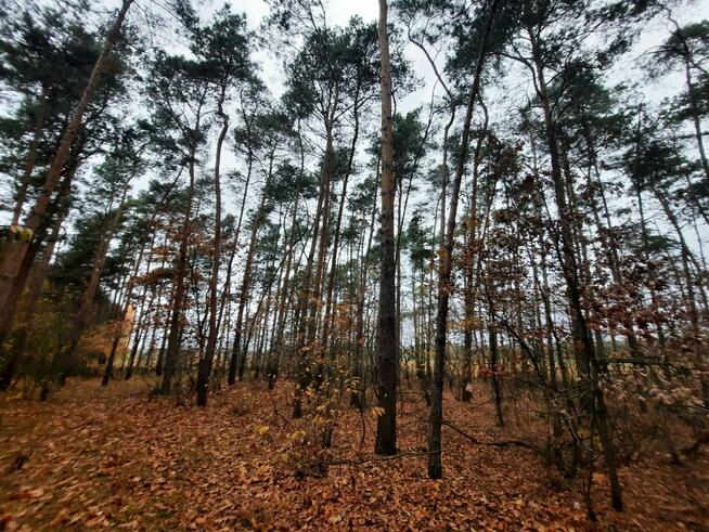 Działka leśna Aleksandrów gm. Mycielin