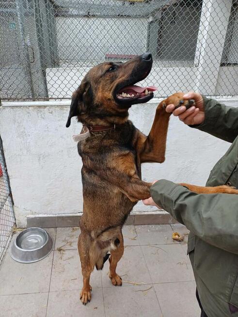 Ozi ok 2 letni wyjątkowy pies dla wyjątkowego opiekuna Sylwi