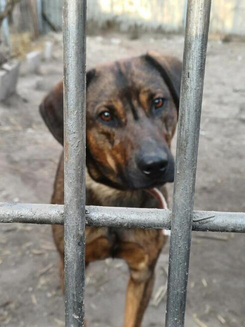 Ozi ok 2 letni wyjątkowy pies dla wyjątkowego opiekuna Sylwi