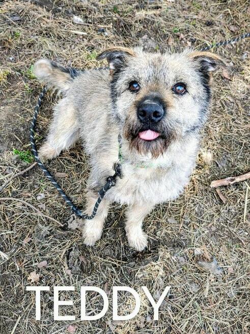 TEDDY starszy łagodny pies szuka domu