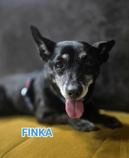 Finka wyrzucona z domu po śmierci właścicielki Wioletta Ma