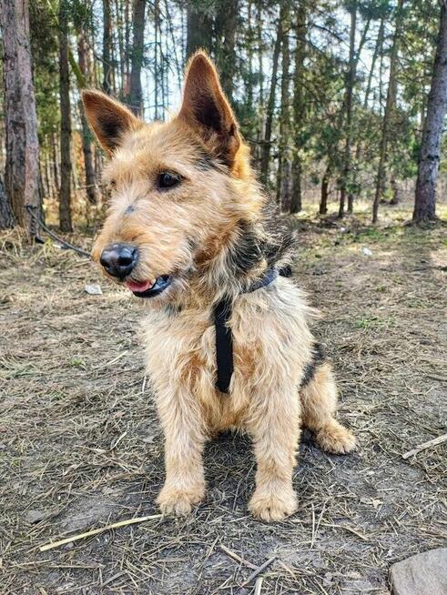 TYGRYSEK młody przyjazny piesek szuka domu