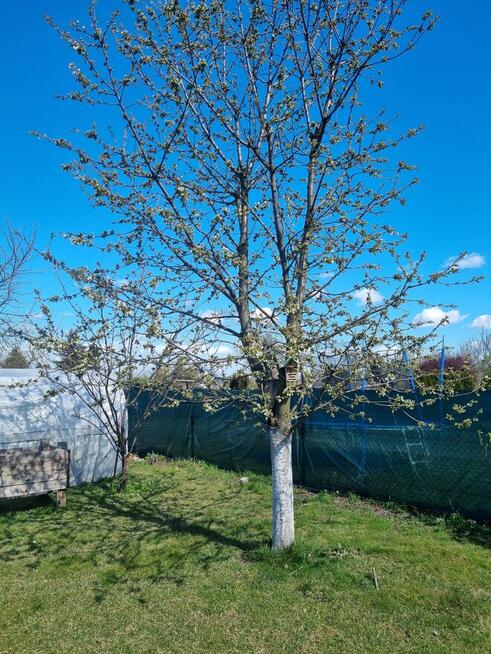 Działka ROD SLONECZNIK