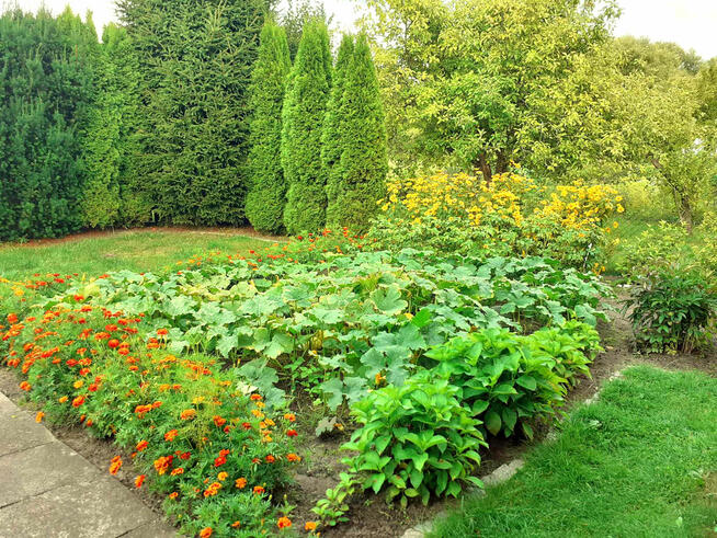 Działka rekreacyjna ROD 300 m² z domkiem 25 m²