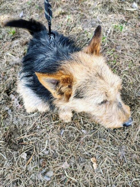 TYGRYSEK młody przyjazny piesek szuka domu
