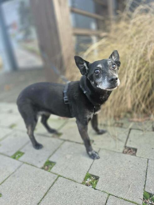 Finka wyrzucona z domu po śmierci właścicielki Wioletta Ma