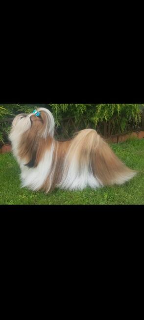 Sunia Shih Tzu