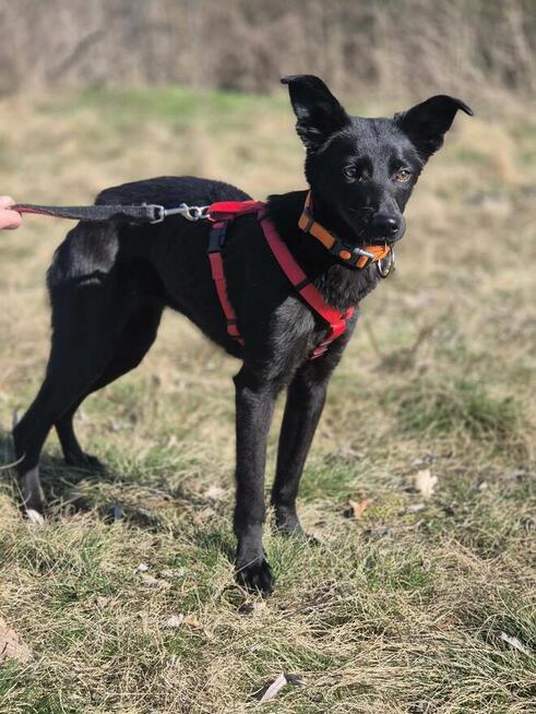 11 miesięczna Fela szuka spokojnego domu!