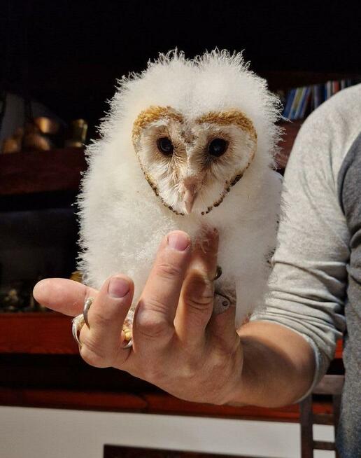 Sowa sowy płomykówki Tyto alba młode Wrocław