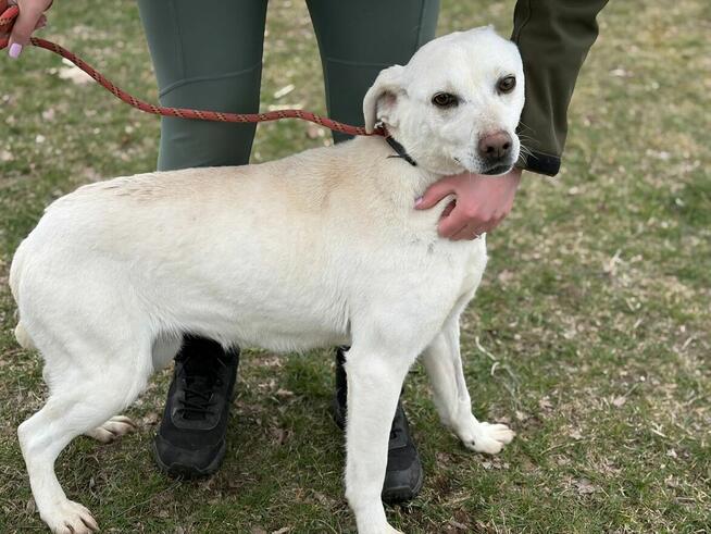 Sky piękność na czterech łapach czeka na adopcję Bełchatów