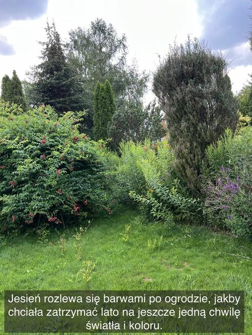 Działka rekreacyjna z domkiem w ROD Kaczeniec koło Warszawy