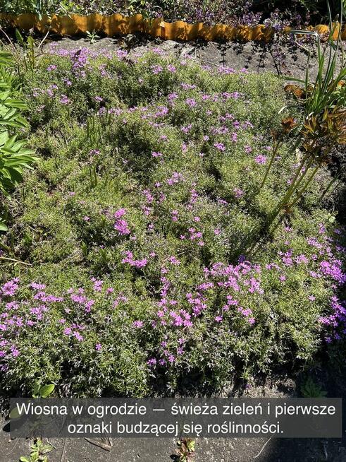 Działka rekreacyjna z domkiem w ROD Kaczeniec koło Warszawy