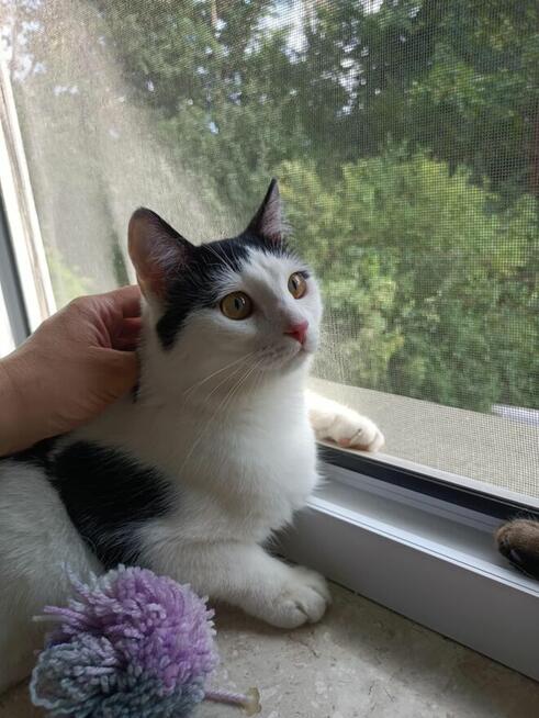 Uroczy młody Sushi poleca się do adopcji