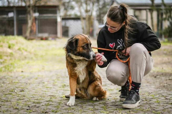 Berni-piękny, spokojny pies czeka na cierpliwy dom-adopcja